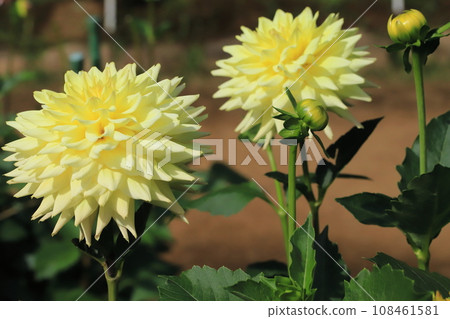 秋天開花的大麗花花 108461581