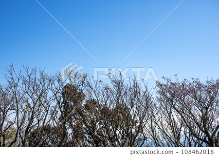 Autumn refreshing trees and blue sky background image [Hakone Town, Kanagawa Prefecture] 108462018
