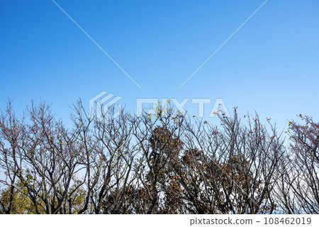 秋天清爽的樹木和藍天背景圖像[神奈川縣箱根町] 108462019