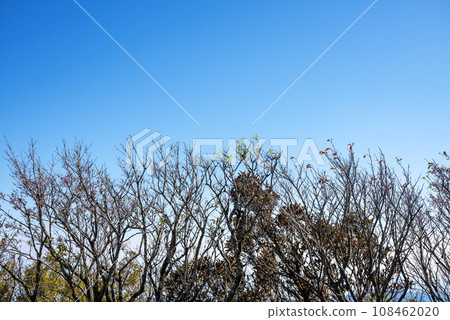 秋天清爽的樹木和藍天背景圖像[神奈川縣箱根町] 108462020