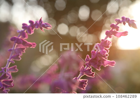 逆光拍攝的花朵 逆光拍攝的花朵 108462289