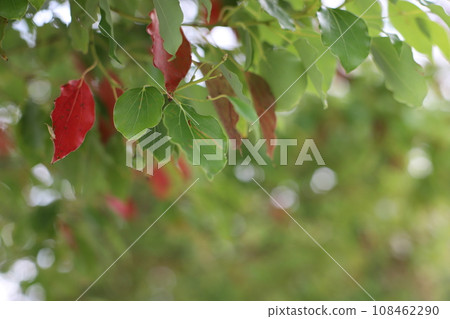 leaves of a tree mixed with red leaves leaves of a tree mixed with red leaves 108462290