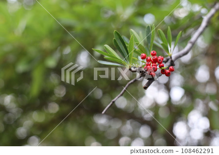 紅堅果 紅堅果 108462291