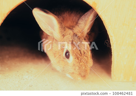 lots of cute rabbits 108462481