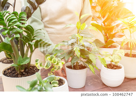 Home gardening, hobby, freelancing, cozy workplace. Grandmother gardener housewife in an apron holds a pot of Chamaedorea elegans in her hands Home gardening, hobby, freelancing, cozy workplace. Grandmother gardener housewife in an apron holds a pot of Chamaedorea elegans in her hands 108462747