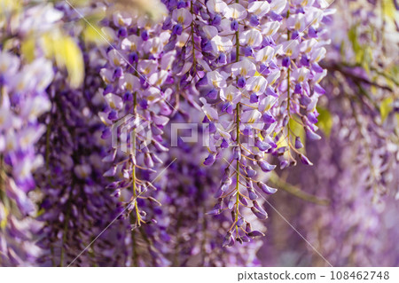 Blooming Wisteria Sinensis with scented classic purple flowersin full bloom in hanging racemes closeup. Garden with wisteria in spring 108462748