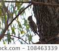 Japan's smallest woodpecker, Pygmy woodpecker 108463339