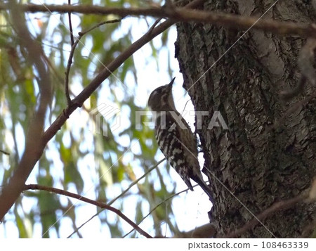 Japan's smallest woodpecker, Pygmy woodpecker 108463339