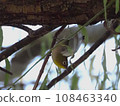Warping white-eye 108463340