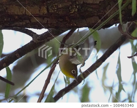 Warping white-eye 108463340
