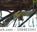 Looking up at the white-eye 108463341