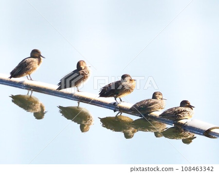 5 ducks taking a nap 108463342