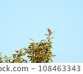 Shrike on the branch 02 108463343
