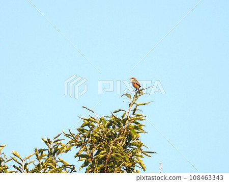 Shrike on the branch 02 108463343