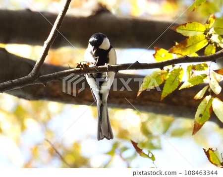 Tits under a meal 108463344