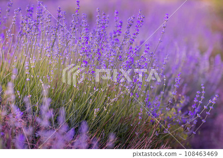 Lavender flowers close-up on blurred background 108463469