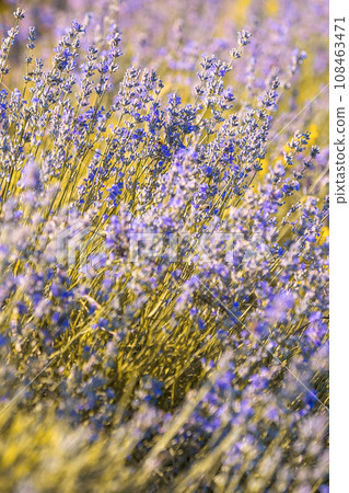 Purple lavender field close-up vertical banner 108463471