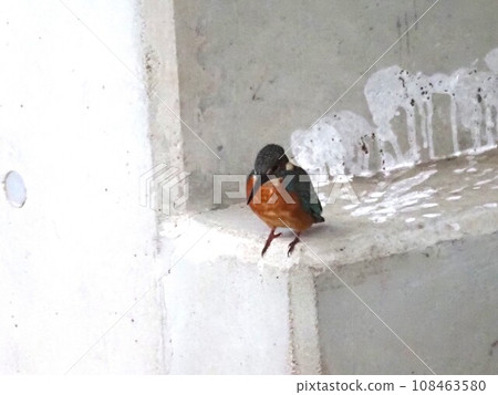 Kingfisher perched on a block 108463580