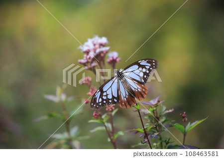 Asagi madara 108463581