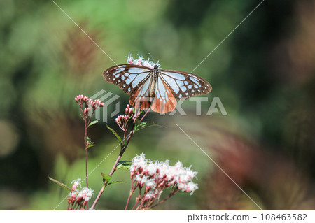 Asagi madara 108463582