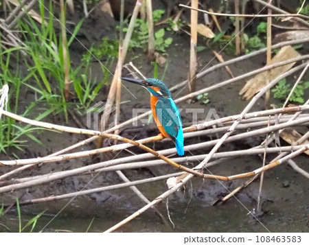 Kingfishes on a branch 108463583