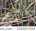 Kingfisher on the branch 02 108463584
