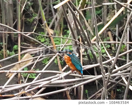 Kingfisher on the branch 02 108463584