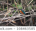 Kingfisher on the branch 03 108463585