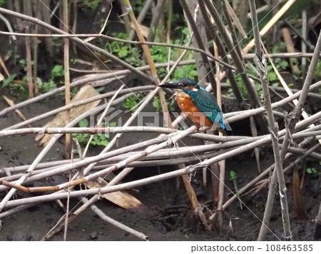 Kingfisher on the branch 03 108463585