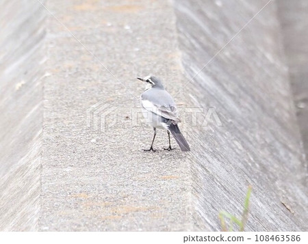 Rear view of Hakusekirei 108463586