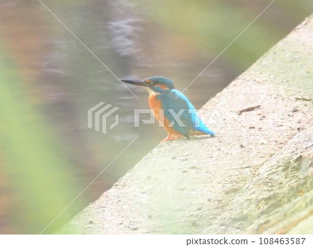 Kingfisher taking a break on the seawall 108463587