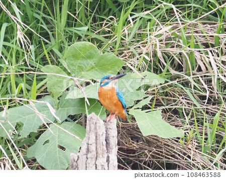 Kingfish on the waterside 108463588