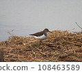 Green sandpiper on the water 108463589