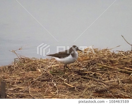 Green sandpiper on the water 108463589