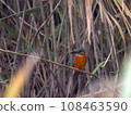 Kingfisher at the waterside 02 108463590