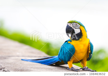 Blue macaw parrot 108463632
