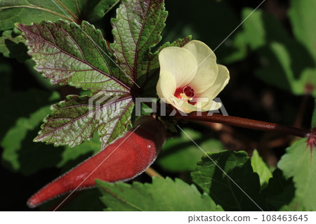 紅秋葵花的特寫鏡頭 108463645