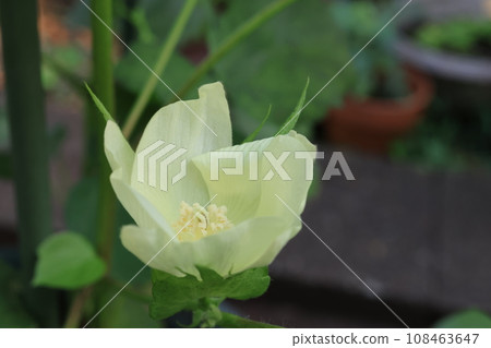 棉花花特寫 108463647