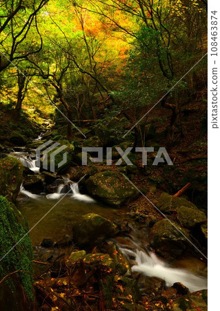 A mountain stream dyed in autumn colors 108463874