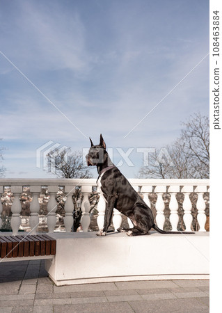 Young black Great Dane poses in the city Young black Great Dane poses in the city 108463884