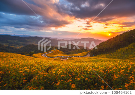 Panorama of Tung Bua Tong forest park at sunset 108464161