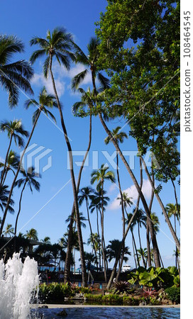 Hawaii resort hotel palm tree 108464545