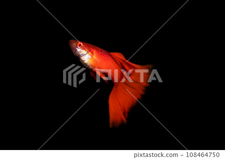Albino full red guppy male on black background 108464750