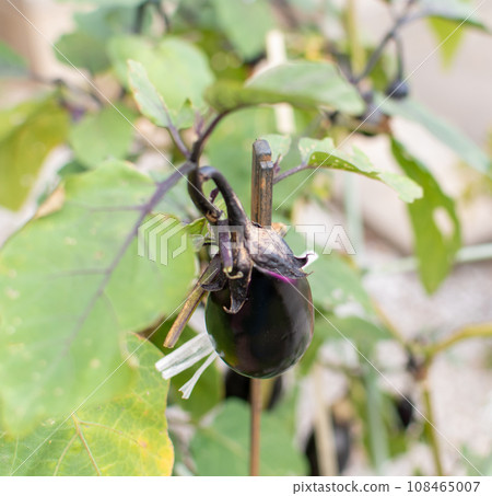 Autumn eggplant in a planter Autumn eggplant in a planter 108465007