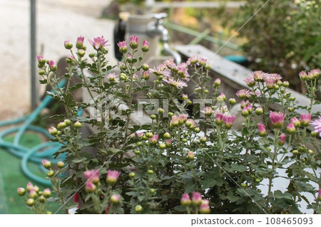 Cute flowers blooming around water 108465093