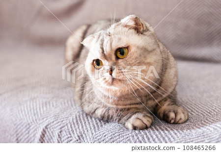 Gray scottish fold posing on gray couch 108465266