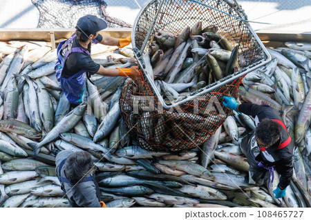 [Hokkaido] Hokkaido Utoro fishing port Autumn salmon landing 108465727