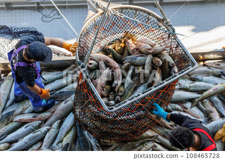 [Hokkaido] Hokkaido Utoro fishing port Autumn salmon landing 108465728
