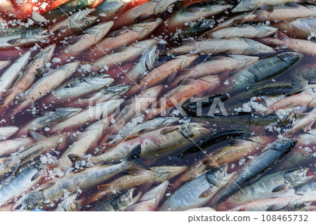 [北海道] 北海道宇登呂漁港 秋季鮭魚登陸 108465732