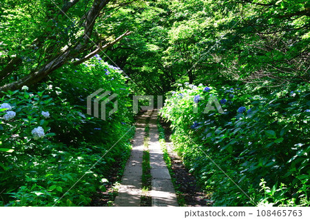 彌彥山和繡球花（新潟縣） 108465763